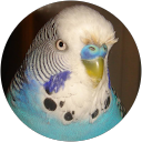 Fi C. profile picture